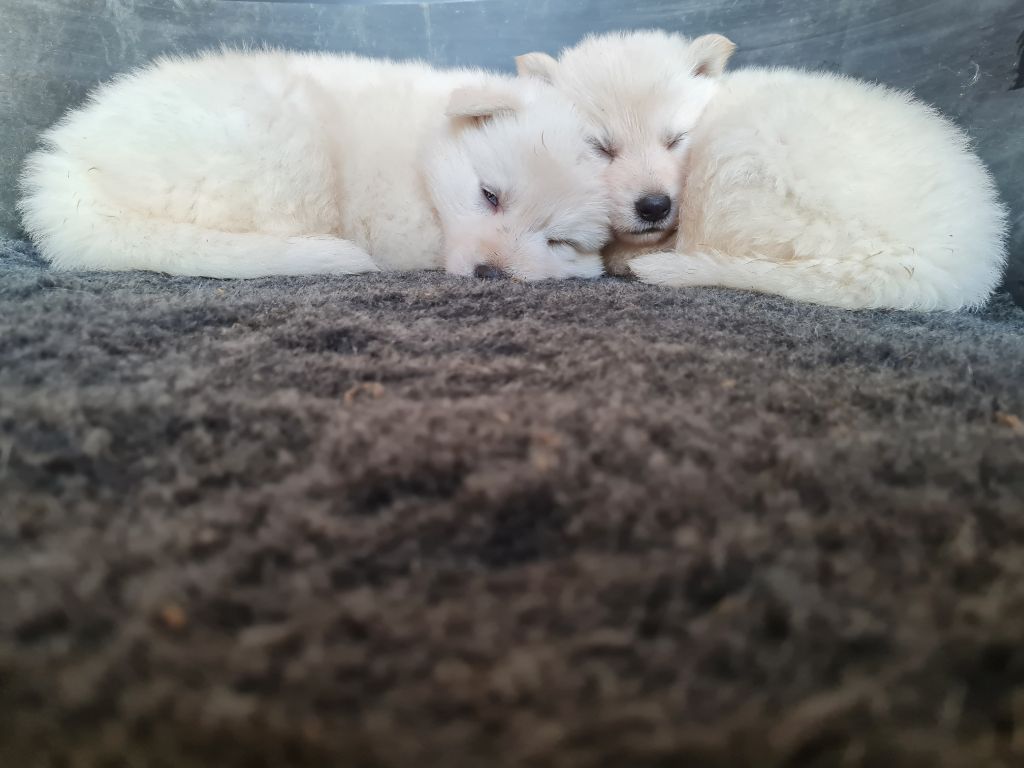 Du Carré D'Ach - Berger Blanc Suisse - Portée née le 06/10/2023