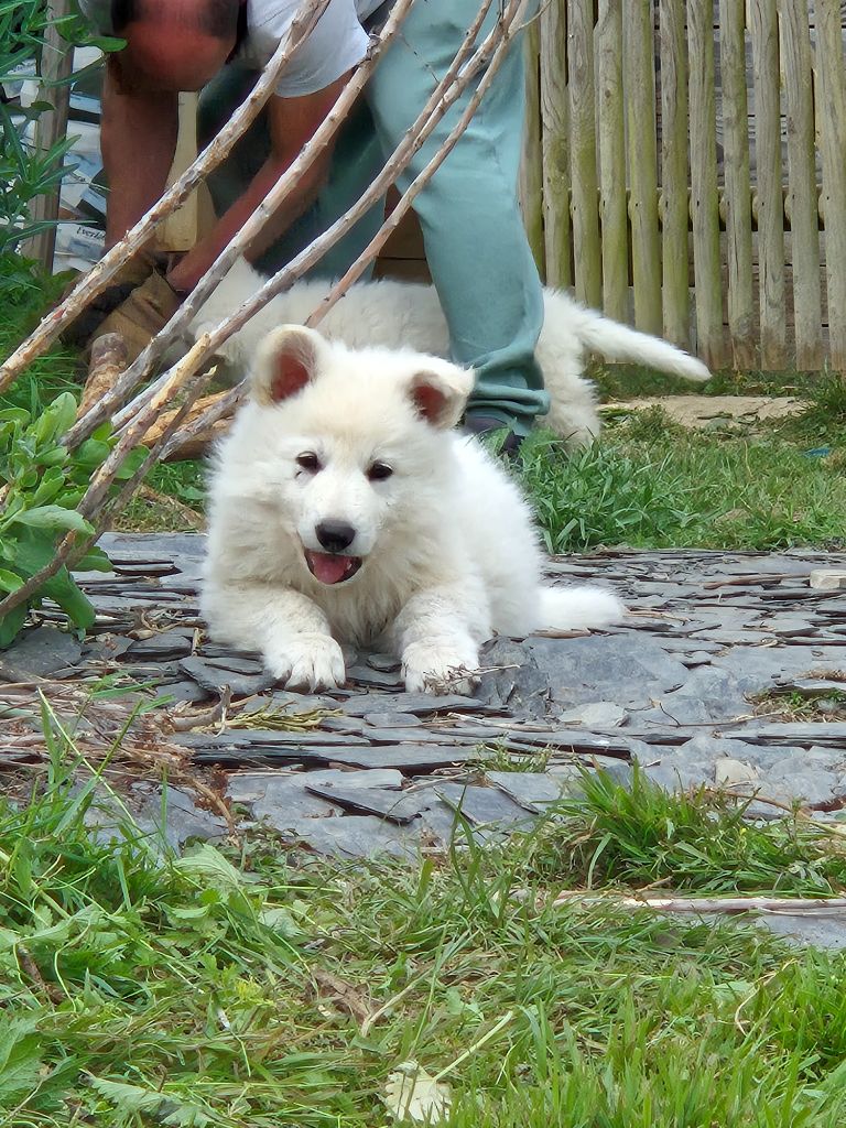 Du Carré D'Ach - Chiots disponibles - Berger Blanc Suisse