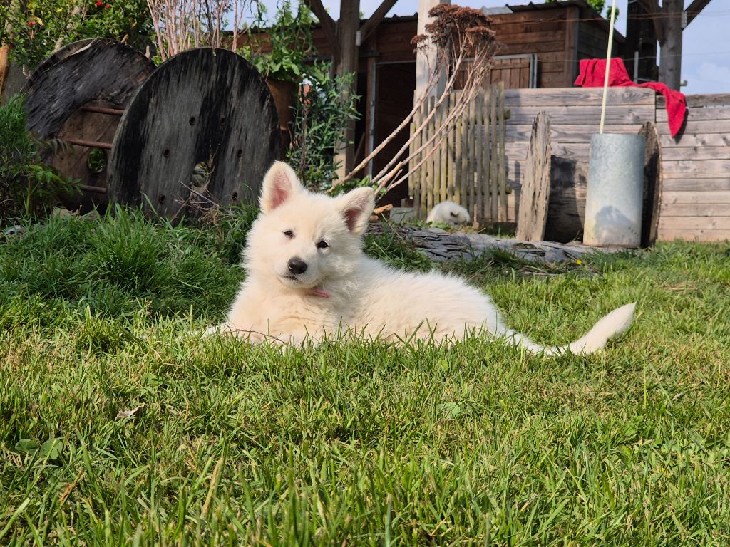 Du Carré D'Ach - Chiots disponibles - Berger Blanc Suisse