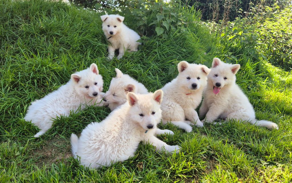 Chiot Berger Blanc Suisse Du Carré D'Ach